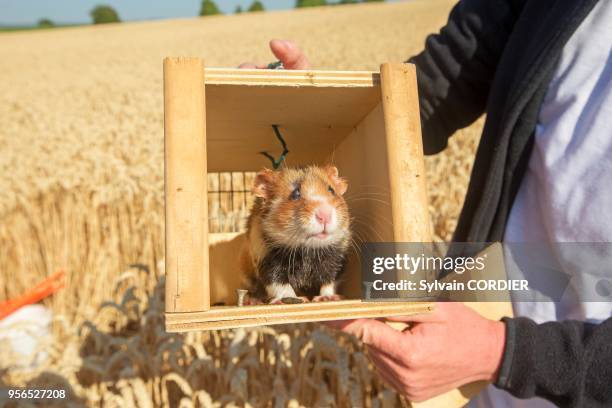 France, Alsace, Bas-Rhin, Griesheim près Molsheim, réintroduction de Hamsters d'Europe , dans le cadre d'une directive européenne sous l'égide de...