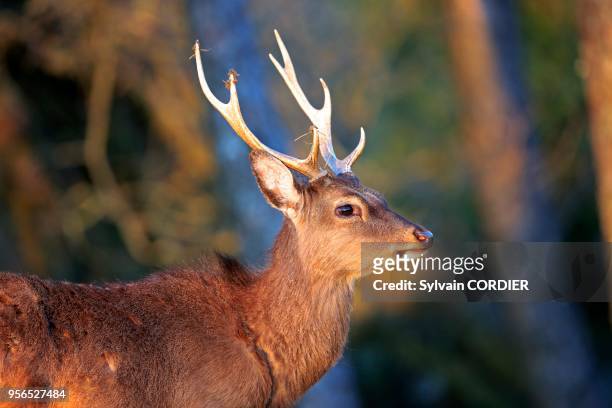 France, Haute-Saône, parc privé, Cerf Sika , mâle avec ses bois, en bordure de forêt. France, Haute Saone, Private park, Sika Deer , stag, standing...