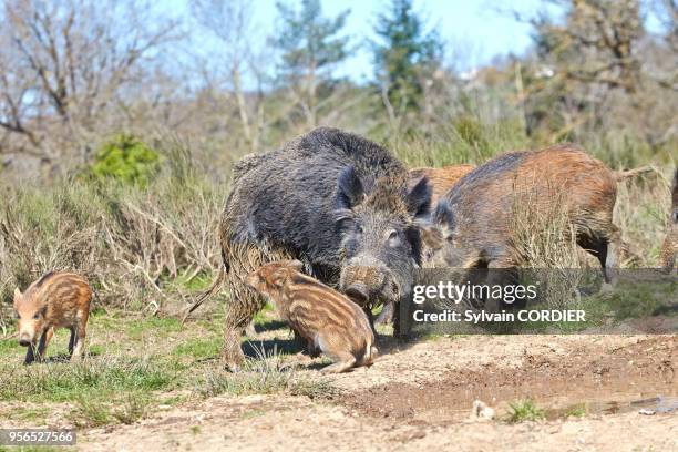 France, Haute-Saône, sanglier , femelle et petits.