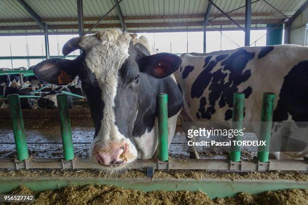 Ferme industrielle des 1000 vaches le 2 février 2016 à Buigny-Saint-Maclou, Somme, France.