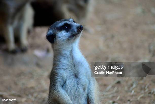 Suricates are seen in the Aquarium of São Paulo in the South Zone on Wednesday, 9th. The suricates are exclusively diurnal and live in colonies of up...