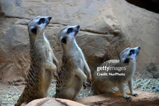 Suricates are seen in the Aquarium of São Paulo in the South Zone on Wednesday, 9th. The suricates are exclusively diurnal and live in colonies of up...