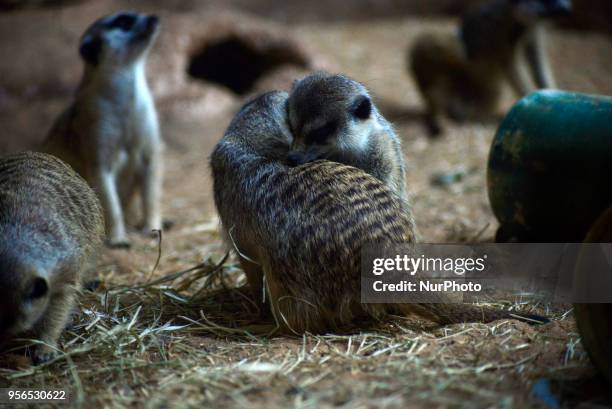 Suricates are seen in the Aquarium of São Paulo in the South Zone on Wednesday, 9th. The suricates are exclusively diurnal and live in colonies of up...