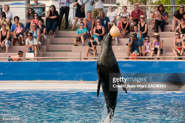 Le spectacle des otaries au Marineland, parc d'attraction aquatique situé à Antibes sur la Côte d'Azur en France le 9 septembre 2015.