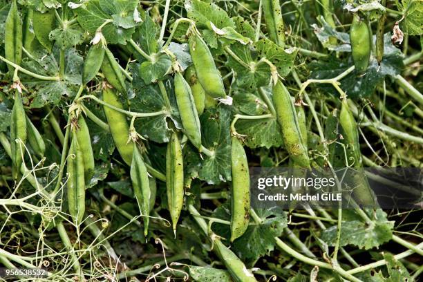 Gousses de petits pois en plein champ, 5 juillet 2016, Sarthe, France.