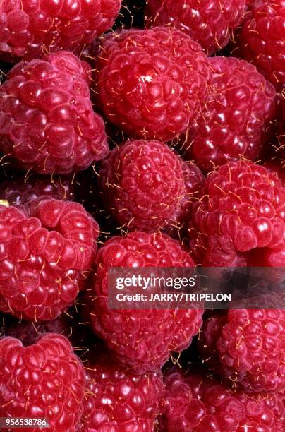 Haute-Savoie framboises//France, Haute-Savoie raspberries.