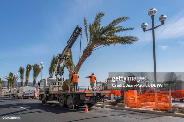 Plantation de palmier sur la Promenade des Anglais le long de la route, travaux d?embellissement et de sécurisation, juin 2017, Nice, France.