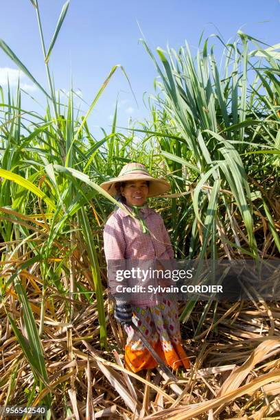 Myanmar , province de Shan, Lac Inle, Nyaung Shwe, récolte de la canne à sucre. Myanmar, Shan state, Inle lake, Nyaung Shwe township, women...