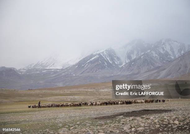 Wakhi sheperd looking for grass for his sheeps and goats, Big pamir, Wakhan, Afghanistan.