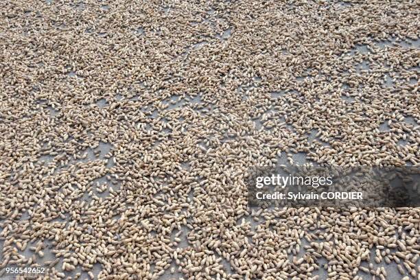 Myanmar , province de Mandalay, Mingun, séchage de cacahuettes. Myanmar, Mandalay State, Mingun, peanuts drying.