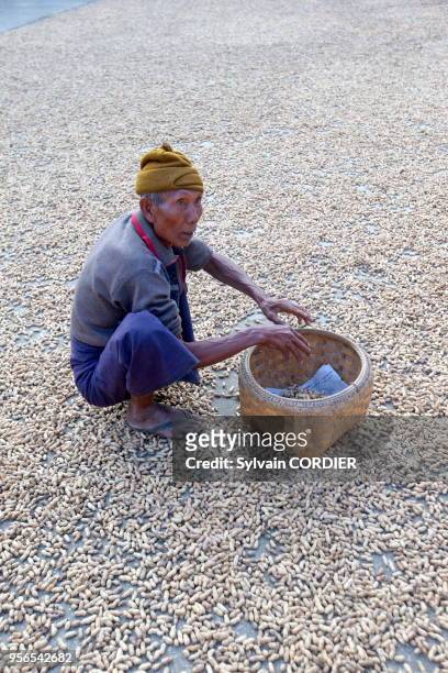 Myanmar , province de Mandalay, Mingun, séchage de cacahuettes. Myanmar, Mandalay State, Mingun, peanuts drying.