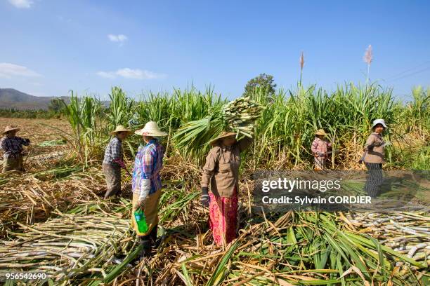 Myanmar , province de Shan, Lac Inle, Nyaung Shwe, récolte de la canne à sucre. Myanmar, Shan state, Inle lake, Nyaung Shwe township, women...