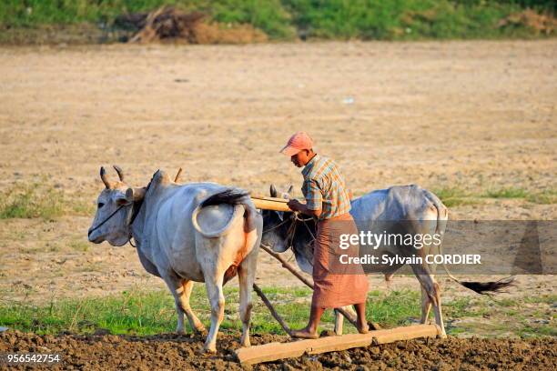 Myanmar , province de Mandalay, Mingun, travail dans les champs. Myanmar, Mandalay State, Mingun, work in the fields.