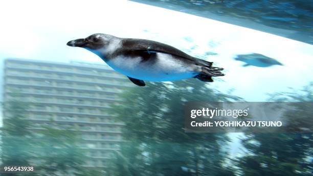 Une colonie de pingouins semble "voler dans le ciel", effet d'optique dans un grand aquarium au Sunshine Aquarium à Tokyo le 9 juin 2017, Japon....