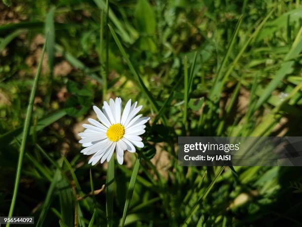 a lone daisy in the prairie - sharon plain stock-fotos und bilder