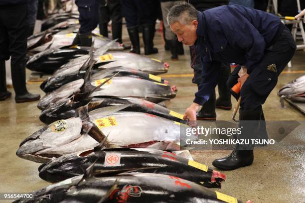 Fishmonger inspects fresh bluefin tuna before the first auction of the new year at Tokyo's Tsukiji fish market on January 5, 2017. A 212kg bluefin...