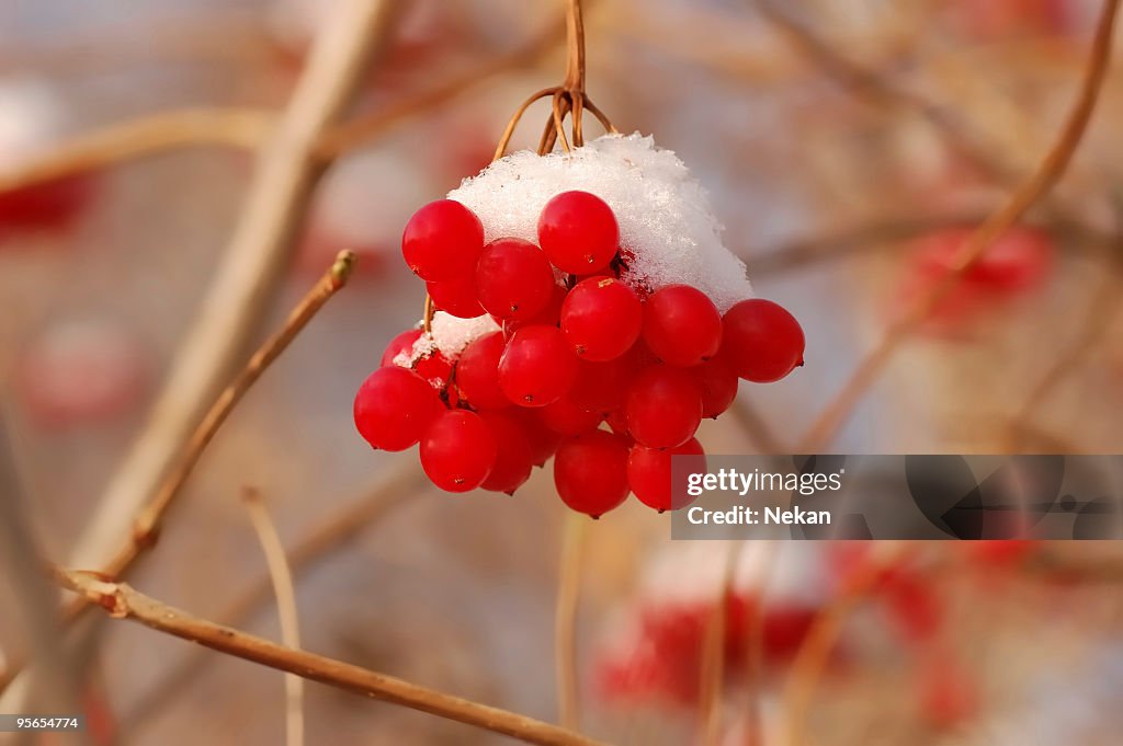Viburnum red