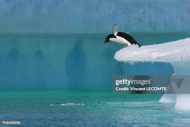 Un manchot Adélie plonge dans les eaux froides de l?Océan Antarctique, depuis un plongeoir naturel en Terre Adélie, en Antarctique, en janvier 2009.