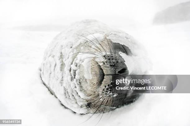 Un phoque de Weddell sommeille sous la neige, insensible à la tempête de neige qui sévit ce jour là en Terre Adélie, en Antarctique, en janvier 2009.