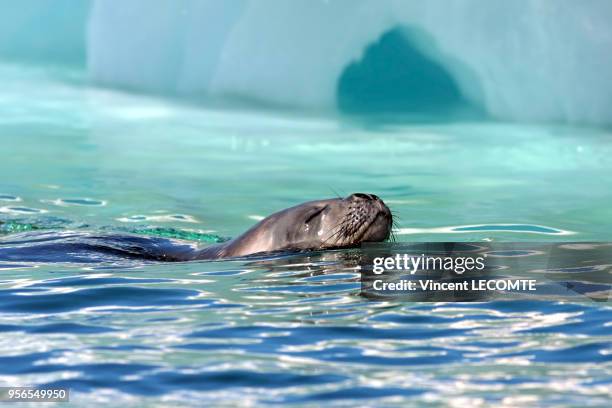 De retour de la chasse, émerge un phoque de Weddell , mammifère endémique de l?Antarctique, en Terre Adélie, en Antarctique, en janvier 2009.