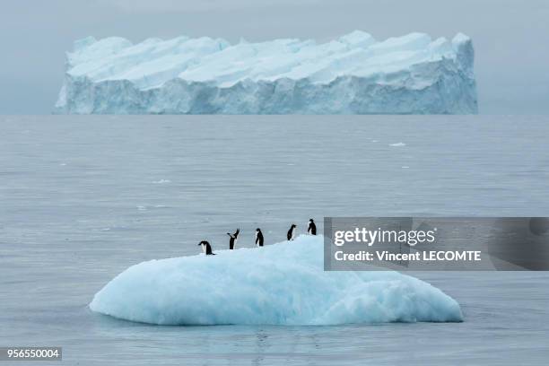 Au cours de leur voyage en mer, un petit groupe de manchots Adélie fait escale sur un minuscule iceberg, au large de la Terre Adélie en Antarctique,...