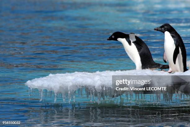Manchots Adélie s'avançant sur la glace et s'apprêtant à plonger pour aller pêcher en Terre Adélie, en Antarctique, en janvier 2009.