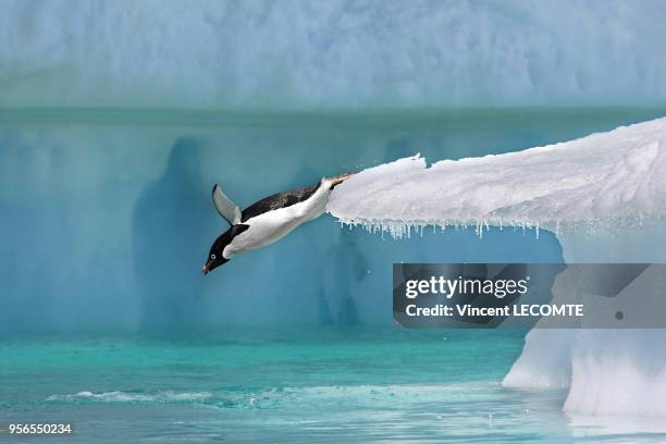 Un manchot Adélie plonge dans les eaux froides de l?Océan Antarctique, depuis un plongeoir naturel en Terre Adélie, en Antarctique, en janvier 2009.