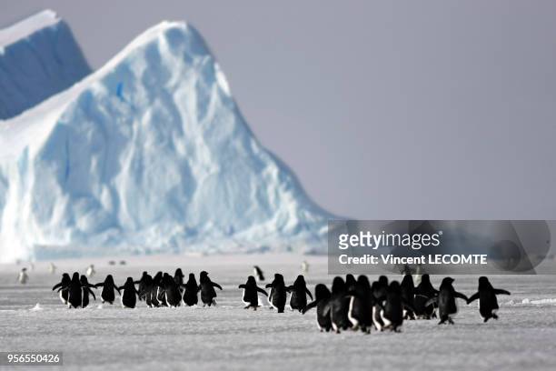 Un groupe de manchots Adélie marche sur la banquise de l?Antarctique, en Terre Adélie, en janvier 2009.
