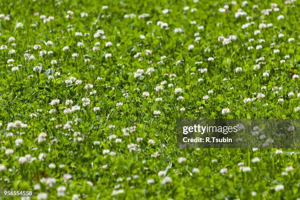 clover green flower field - close up - lush lawn stock pictures, royalty-free photos & images