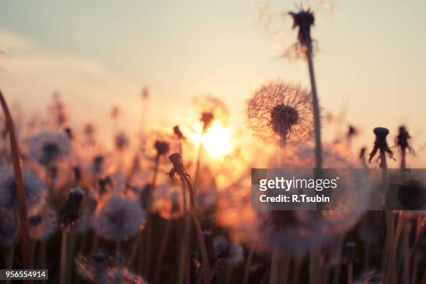 rural field and dandelion at sunset - fleurs jaune rouge photos et images de collection