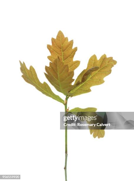 english oak seedling with new leaves in spring. - oak leaf stock pictures, royalty-free photos & images