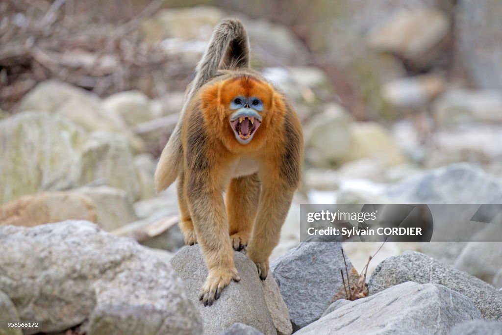 Rhinopithecus Roxella Chine, Province de Shannxi, Rhinopithèque de Roxellane , mâle adulte ...