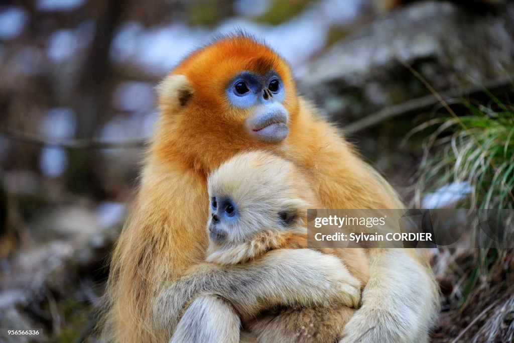 Rhinopithecus Roxella Chine, Province de Shannxi, Rhinopithèque de Roxellane , mère et ...