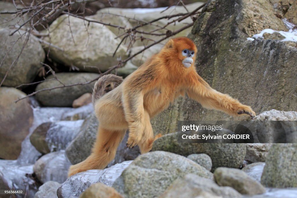 Rhinopithecus Roxella Chine, Province de Shannxi, Rhinopithèque de Roxellane , au bord ...
