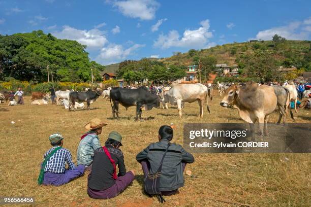 Myanmar , province de Shan, Lac Inle, agriculteur au marché aux bestiaux. Myanmar, Shan State, Inle lake, farmer, cows market.