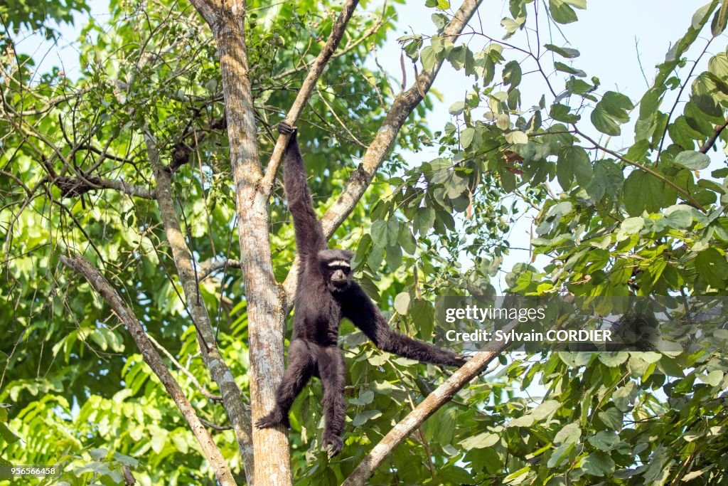 Gibbon hoolock occidental (Hoolock hoolock)