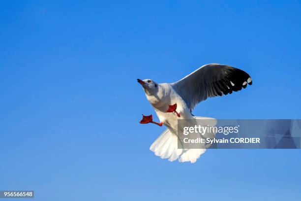 Myanmar , province de Shan, Lac Inle, Mouette du Tibet , en vol. Myanmar, Shan State, Inle lake, Brown-headed gull , in flight.