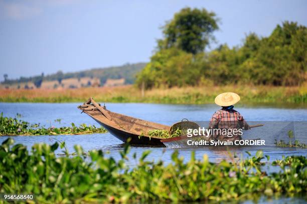 Myanmar , province de Shan, Lac Inle, agriculteur sur les canaux du lac Inle. Myanmar, Shan State, Inle lake, farmer on the canals of Inle Lake.