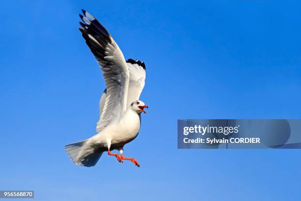 Myanmar , province de Shan, Lac Inle, Mouette du Tibet , en vol. Myanmar, Shan State, Inle lake, Brown-headed gull , in flight.