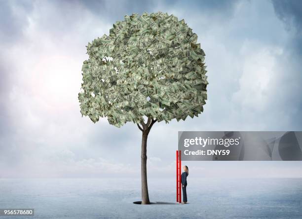 l'imprenditrice che tiene scala guarda l'albero del denaro - pachira aquatica foto e immagini stock