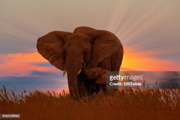 éléphante africaine avec bébé au lever du soleil - baby elephant photos et images de collection