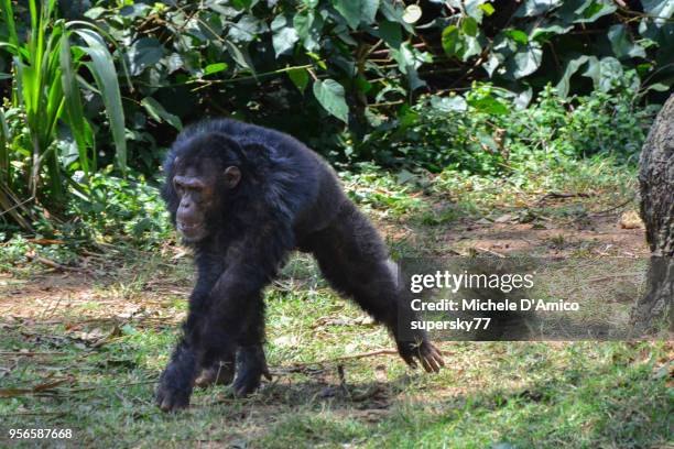 194 Angry Chimpanzee Stock Photos, High-Res Pictures, and Images ...