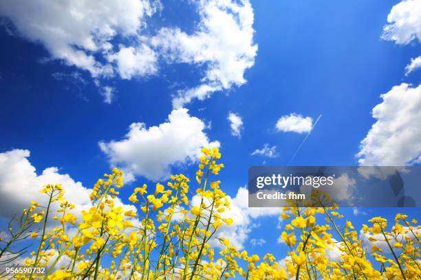 rapeseed field with clouds in the sky - aceite de colza fotografías e imágenes de stock
