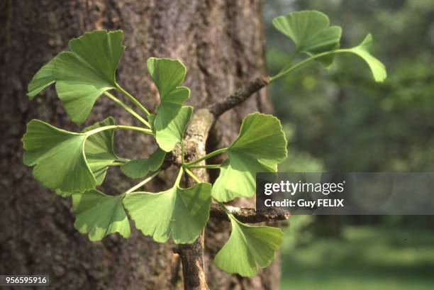 Feuilles de ginkgo biloba .