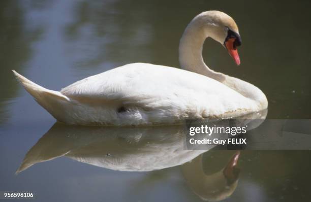 Cygne tuberculé sur un étang.