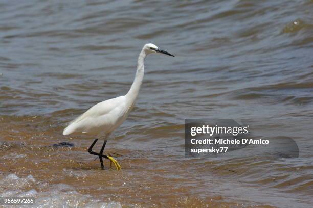 great egret (ardea alba), also known as the common egret - lake victoria stock pictures, royalty-free photos & images