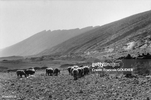 Femme Qashqa'i et son troupeau de moutons et de chèvres dans les environs de Farrashband dans la province de Fars en octobre 2005, Iran.