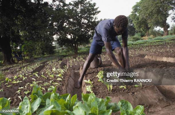 Agriculteur dans son champ en octobre 1985 au Mali.