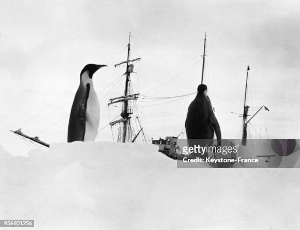 Pingouins regardant le bateau de l'expédition 'Byrd' en Antarctique.