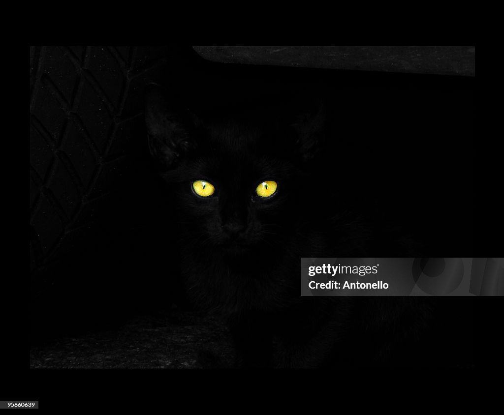Black cat, close-up of yellow eyes